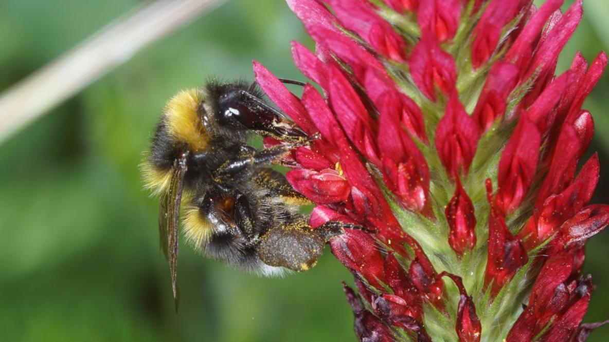 You are currently viewing Wildbienen als Indikatoren für die Landschaftsplanung