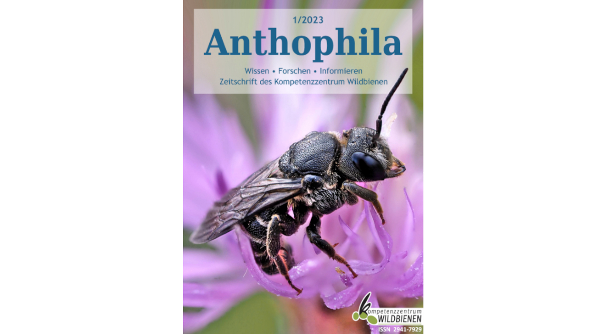 Read more about the article Anthophila